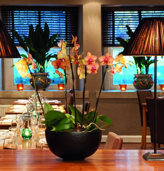 An internal view of Gamba shows a warmly lit restaurant scene with wooden tables decorated with glasses, silverware and tealights in small glass holders. In the foreground on a polished wooden surface, two table lamps are positioned either side of a pink, flowering orchid plant in a charcoal grey bowl. The far wall has 2 windows in it with dark venetian blinds, leafy potted plants and tealights decorating them. The space and furnishings are decorated in neutral tones.