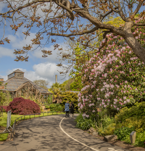 People strolling in the Botanic Gardens beside a large rhododendron bush in pink bloom