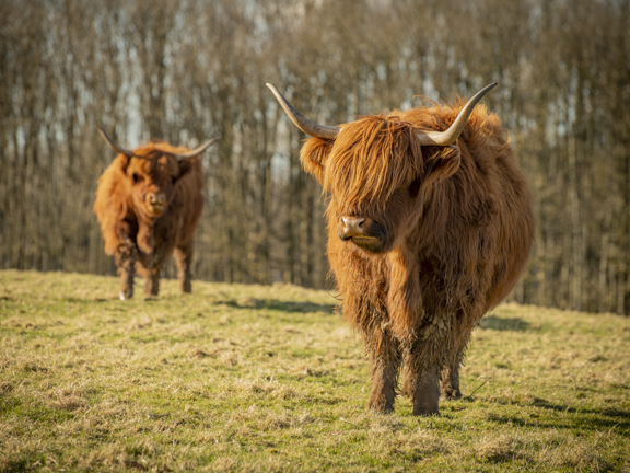 two highland cows facing the camera