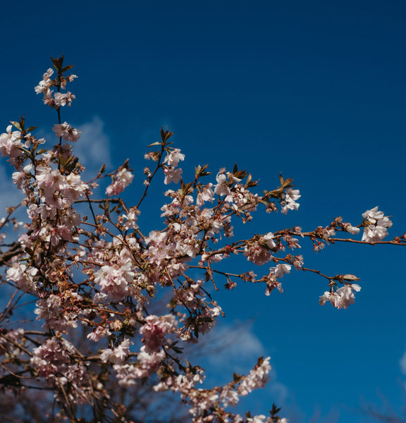 Cherryblossoms with blue skies